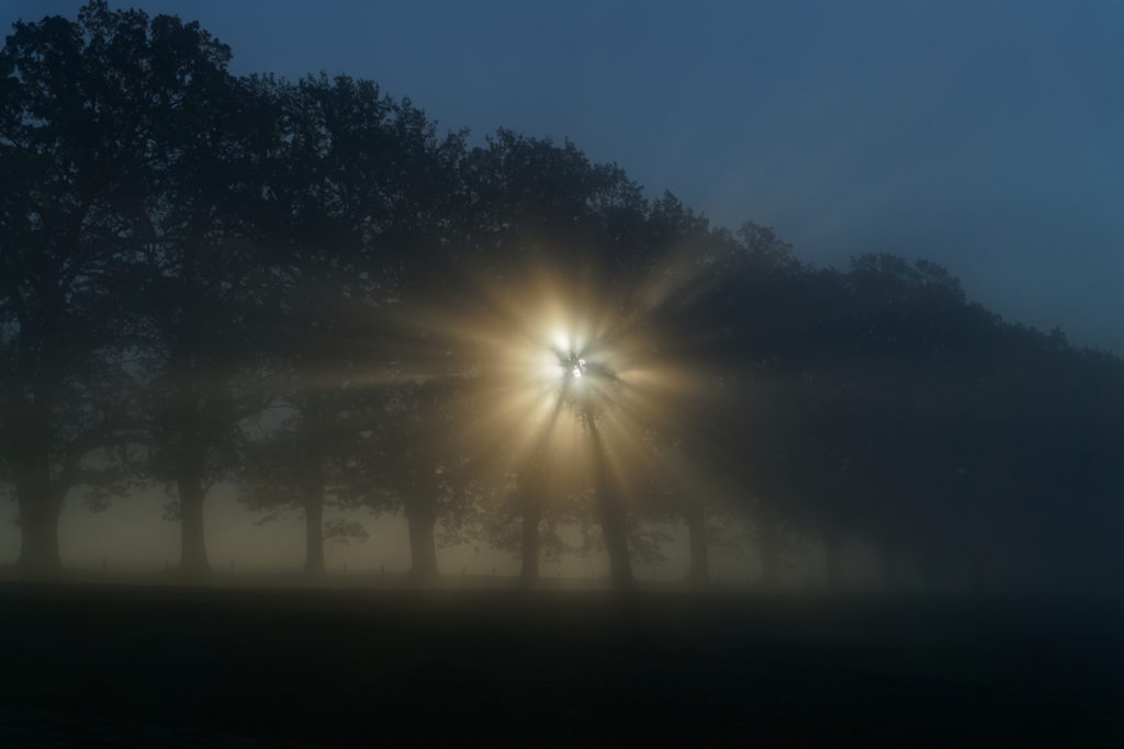 Eichenreihe im Morgennebel