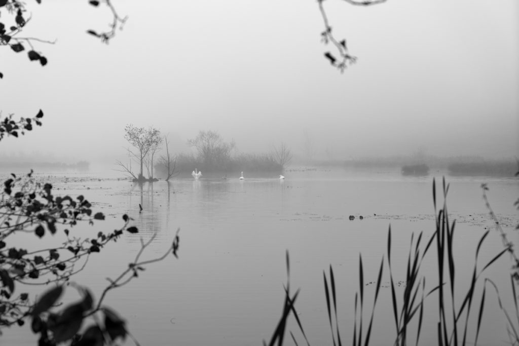 Schwäne im Morgennebel