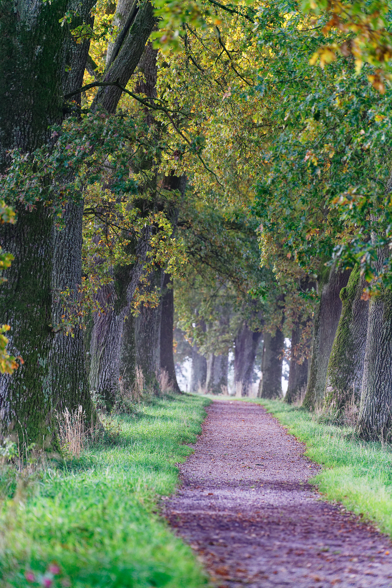 Große Eichen Allee