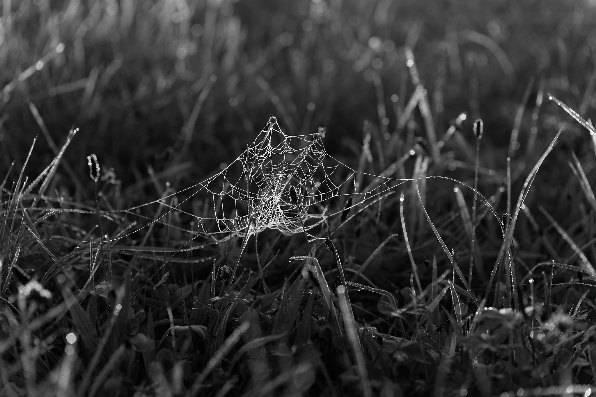 Tau im Spinnennetz