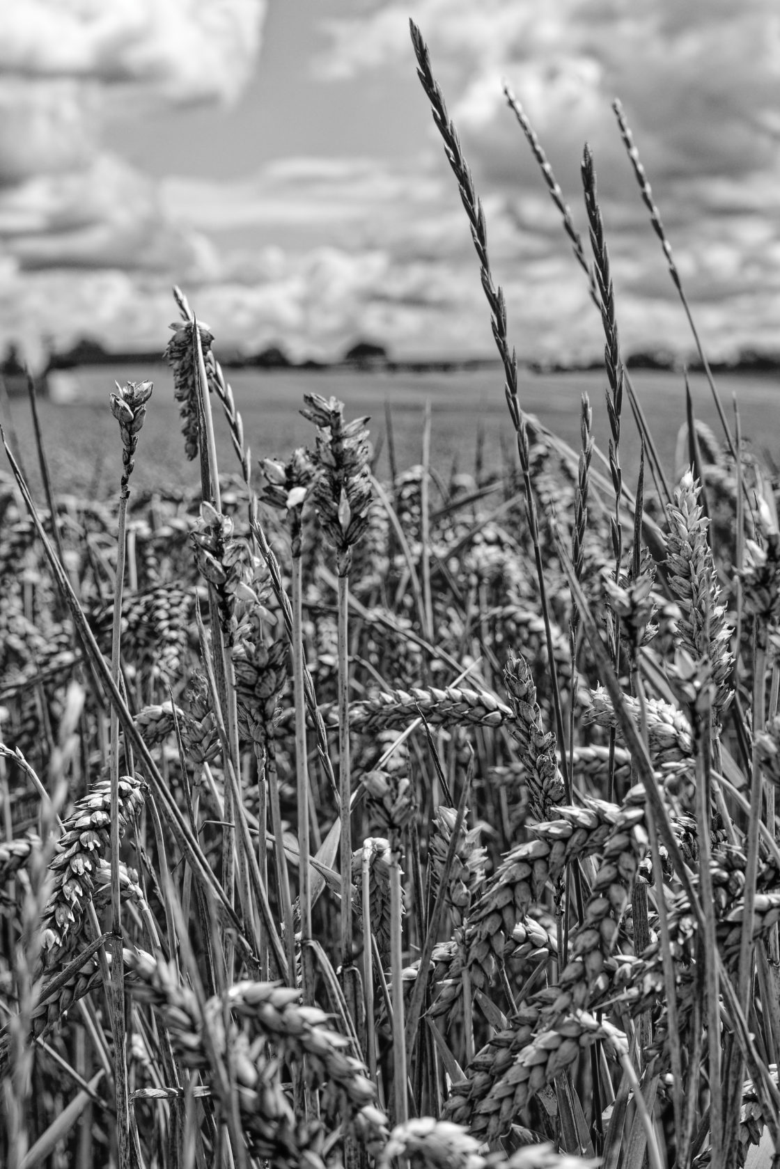 Erlebte Natur